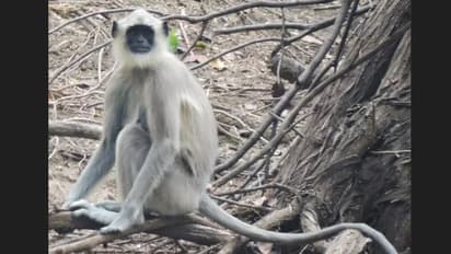 நெல்லையில் குரங்குகளை பிடிக்க சிறப்பு குழு; 13 வயது சிறுவன் குரங்கு கடித்து காயம்