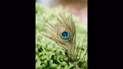 பணத்தை ஈர்க்கும் இருக்கும் மயிலிறகு; எந்த திசையில் வைக்கணும் தெரியுமா?!