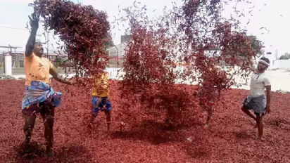 ಬ್ಯಾಡಗಿ ಮೆಣಸಿನಕಾಯಿ ₹3187 ಕೋಟಿ ವಹಿವಾಟು: ಅಂತಾರಾಷ್ಟ್ರೀಯ ಮಾರುಕಟ್ಟೆ ಗೌರವಕ್ಕೆ ಪಾತ್ರ!