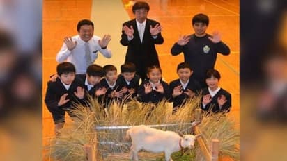 കുട്ടികളില്ല, സ്കൂളിൽ പുതുതായി ചേർന്നത് ആരെന്ന് കണ്ടോ? ആട്ടിൻകുട്ടിയെ ഊഷ്മളമായി വരവേറ്റ് വിദ്യാർത്ഥികൾ