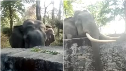 പോകുന്ന വഴിക്ക് ഒന്ന് നിന്നതാണേ, വല്ലതും തരാനുണ്ടോ?; ആനയുടെ രസകരമായ വീഡിയോ