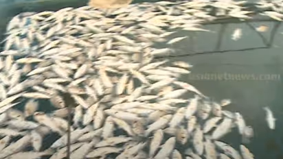 പെരിയാറിലെ മീൻ കുരുതി: സാംപിൾ പരിശോധന ഫലം വൈകുന്നു; രാസമാലിന്യം സംബന്ധിച്ച് വ്യക്തതയായില്ല