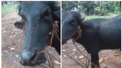 മിണ്ടാപ്രാണിയോട് ക്രൂരത; വീടിന് സമീപം കെട്ടിയിരുന്ന പോത്തിന്റെ വാൽ മുറിച്ച് സാമൂഹിക വിരുദ്ധർ