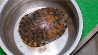 'അപകടകാരി, നാല് കിലോ തൂക്കം'; റോഡരികില് കണ്ടെത്തിയ ചെഞ്ചെവിയന് ആമയെ വനംവകുപ്പിന് കൈമാറുമെന്ന് യുവാവ്