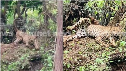 Kerala: Leopard trapped in wire fence in Palakkad; tranquilized