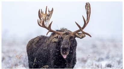 കുട്ടികളുടെ ചിത്രം പകര്‍ത്താന്‍ ശ്രമിച്ചു;  മൂസ്, 70 -കാരനെ അക്രമിച്ച് കൊലപ്പെടുത്തി