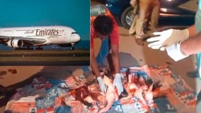 ಛೇ... ಲ್ಯಾಂಡಿಂಗ್ ವೇಳೆ ಪ್ಲೆಮಿಂಗೊ ಹಕ್ಕಿಗಳ ಹಿಂಡಿಗೆ ಬಡಿದ ವಿಮಾನ: 40 ಪ್ಲೆಮಿಂಗೊಗಳ ದಾರುಣ ಸಾವು