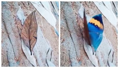 ചിറക് ഒതുക്കിയാൽ വെറും കരിയില, തുറന്നാല്‍ മനോഹരമായ ഒരു ചിത്രശലഭം; വൈറലായി പ്രകൃതിയിലെ വിസ്മയം 