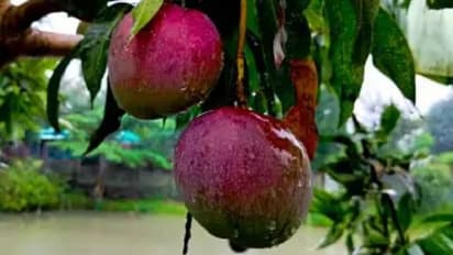 ഒരു കിലോ മാങ്ങ വിറ്റു, കർഷകൻ നേടിയത് മൂന്നുലക്ഷം രൂപ, കർഷകരെ ലക്ഷപ്രഭു വരെയാക്കുന്ന മാമ്പഴം