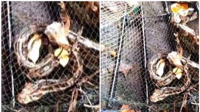 വീടിനരികിലുള്ള തോട്ടിൽ മീന്കൂട് വെച്ചു; കുടുങ്ങിയത് മലമ്പാമ്പ്