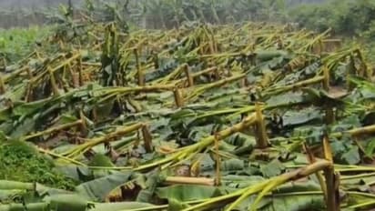 ശക്തമായ വേനൽ മഴ; കപ്പയും റബ്ബറും വാഴയും പച്ചക്കറികളുമടക്കം തിരുവനന്തപുരം ജില്ലയിൽ മാത്രം 11 കോടിയുടെ കൃഷിനാശം