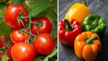 सिर्फ तरबूज खीरा नहीं, ये 5 सब्जियां, फल भी होती है पानी से भरपूर, डिहाइड्रेशन को करेंगी दूर