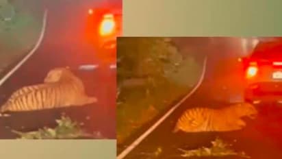 ರಸ್ತೆ ದಾಟುತ್ತಿದ್ದ ಹುಲಿಗೆ  ಹುಂಡೈ ಕ್ರೇಟಾ ಡಿಕ್ಕಿ: ನೋವಿನಿಂದ ನರಳಾಡಿ ಪ್ರಾಣ ಬಿಟ್ಟ ರಾಷ್ಟ್ರೀಯ ಪ್ರಾಣಿ