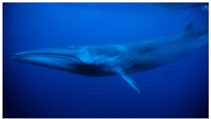 അപ്രത്യക്ഷമായെന്ന് കരുതി; 100 വർഷത്തിന് ശേഷം വീണ്ടും പ്രത്യക്ഷപ്പെട്ട് സെയ് തിമിംഗലം