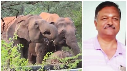 பாரதியார் பல்கலைக்கழகத்தில் முகாமிட்ட காட்டு யானைகள்; யானை துரத்தியதில் பல்கலைக்கழக பணியாளர் உயிரிழப்பு