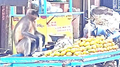 ತಳ್ಳು ಗಾಡಿ ಮೇಲೆ ಕುಳಿತು ಮಾವು ಮಾರಾಟ ಮಾಡುತ್ತಿದೆ ಕೋತಿ: ವಿಡಿಯೋ ವೈರಲ್