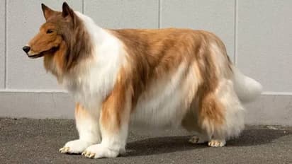 നായയായി ജീവിച്ച് മടുത്തു ഇനി ഒരു പാണ്ടയോ പൂച്ചയോ ആവണം; 12 ലക്ഷം മുടക്കി നായ കോസ്റ്റ്യൂം ഉണ്ടാക്കിച്ച യുവാവ്