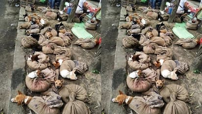 Viral Video: 1 ನಾಯಿಗೆ ಸಾವಿರ, ಹಿಡಿದವರಿಗೆ 50 ರೂಪಾಯಿ, ಮಾಂಸಕ್ಕಾಗಿ 40ಕ್ಕೂ ಅಧಿಕ ಬೀದಿನಾಯಿಗಳ ಕಳ್ಳಸಾಗಣೆ!