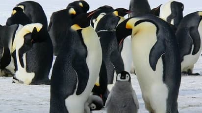 ദക്ഷിണാഫ്രിക്കൻ പരിസ്ഥിതി മന്ത്രിക്കെതിരെ കേസ് കൊടുത്ത് എൻജിഒകൾ; പെൻഗ്വിൻ സംരക്ഷണം പരാജയമെന്ന് ആരോപണം