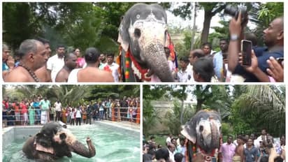 திருவானைக்காவல் கோவிலின் செல்லப்பிள்ளை அகிலாவுக்கு கஜ பூஜையுடன் பிறந்த நாள் கொண்டாடிய பக்தர்கள்