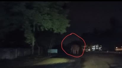 ಚನ್ನಪಟ್ಟಣ: ಬೆಂಗಳೂರು-ಮೈಸೂರು ಹೆದ್ದಾರಿಯಲ್ಲಿ ರಾತ್ರಿ ವೇಳೆ ಆನೆ ಸಂಚಾರ..!