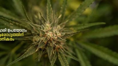 ദിവസേന കഞ്ചാവ് ഉപയോഗിക്കുന്ന അമേരിക്കക്കാരുടെ എണ്ണം മദ്യം കഴിക്കുന്നവരേക്കാൾ കൂടുതലെന്ന് പഠനം 