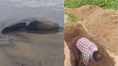 പൊക്ലായ് ബീച്ചില് ഡോള്ഫിന്റെ ജഡം കരയ്ക്കടിഞ്ഞു; യന്ത്രഭാഗങ്ങള് തട്ടി പരിക്കേറ്റ് ചത്തതെന്ന് സംശയം