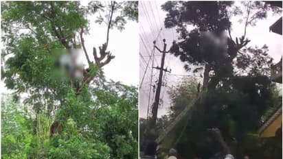 മരം വെട്ടുന്നതിനിടെ വൈദ്യുതി ലൈനിലേക്ക് കാൽ വഴുതി വീണ് ഷോക്കേറ്റു; യുവാവിന് ദാരുണാന്ത്യം