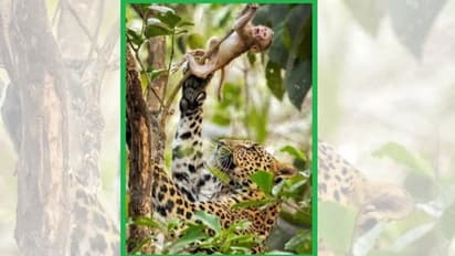 ಪ್ರಕೃತಿ ಕ್ರೂರಿಯಾ? ಹೊಸ ಚರ್ಚೆ ಹುಟ್ಟು ಹಾಕಿದ ಫೋಟೋ