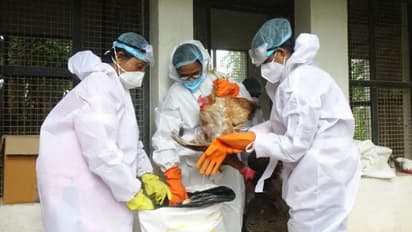 പക്ഷിപ്പനി: 9691 പക്ഷികളെ ദയാവധം ചെയ്തു, 9680 മുട്ട, 10298.25 കിലോ കോഴിത്തീറ്റ, 57 ടൺ വളം എന്നിവ സംസ്കരിച്ചു