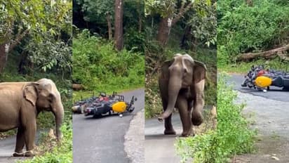 ചിന്നം വിളിച്ച് പാഞ്ഞടുത്ത് കാട്ടാന, ബൈക്ക് നിലത്തിട്ട് ഓടി രക്ഷപ്പെട്ട് റൈഡർമാർ; സംഭവം അതിരപ്പിള്ളിയിൽ