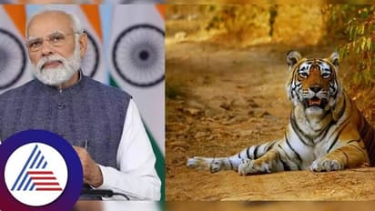 ಹುಲಿ ಯೋಜನೆ ಕಾರ್ಯಕ್ರಮಕ್ಕೆ ಮೋದಿ ಮೈಸೂರು ಭೇಟಿ;  ₹3.3 ಕೋಟಿ ಬಿಲ್‌ ಬಾಕಿ!