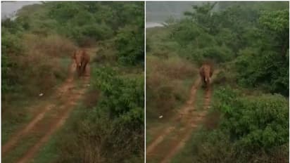 ആറളം പാലത്തിന് സമീപം കാട്ടാന, വെള്ളം കുടിക്കാനെത്തി കൂട്ടംതെറ്റിയതെന്ന് സംശയം 