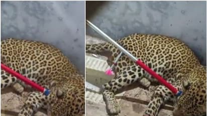 അടഞ്ഞുകിടന്ന വീട് തുറന്നപ്പോള്‍ കണ്ടത് പുള്ളിപ്പുലിയെ; ഉടനെ ഇറങ്ങിയോടി വനം വകുപ്പിനെ വിളിച്ചു