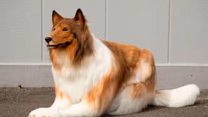 ನಾಯಿಯಂತೆ ರೂಪಾಂತರಗೊಂಡಿದ್ದ ಜಪಾನಿನ ವ್ಯಕ್ತಿಗೀಗ ಪಾಂಡಾ ಆಗುವ ಆಸೆಯಂತೆ!