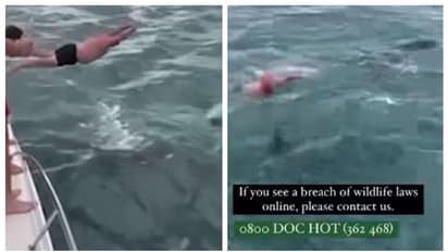 കൊലയാളി തിമിംഗലത്തെ അടിച്ച് വീഴ്ത്താൻ ശ്രമിച്ചു; ന്യൂസിലൻഡുകാരന് പിഴ