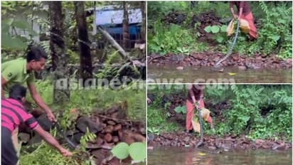 യുവാക്കളെ കൊണ്ട് രാജവെമ്പാലയെ പിടിപ്പിക്കുന്ന വനംവകുപ്പ് ഉദ്യോഗസ്ഥർ, എച്ചിപ്പാറയിൽ നിന്നുളള വീഡിയോ പുറത്ത്