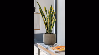 వాస్తు ప్రకారం.. ఇంట్లో ఈ మొక్కలను పొరపాటున కూడా  పెంచొద్దు