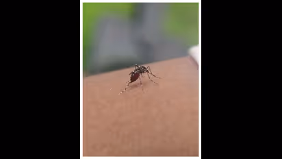 Karnataka: Dengue cases cross 200 in Shivamogga, surge likely in July