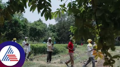 ಅರಣ್ಯ ಇಲಾಖೆಯಲ್ಲೇ ಬಿದ್ದಿದೆ ಕಾಡು ಬೆಳೆಸಲು ಕೊಟ್ಟ ಹಣ!