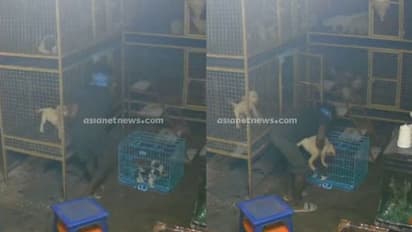 തൃശൂരിലെ പെറ്റ് ഷോപ്പിൽ വൻ കവര്‍ച്ച; 6 വളര്‍ത്തു നായകളെയും വിദേശയിനത്തില്‍പെട്ട 5 പൂച്ചകളെയും കവര്‍ന്നു