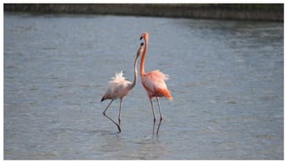 Sex Island : ಅನ್ಲಿಮಿಟೆಡ್ ಸೆಕ್ಸ್ ಮತ್ತೆ ಡ್ರಗ್ಸ್… ಆಲ್ಕೋಹಾಲ್ ಪ್ರೇಮಿಗಳಿಗೆ ಸ್ವರ್ಗ..ಮತ್ತೆ ಶುರುವಾಗ್ತಿದೆ ಸೆಕ್ಸ್ ಐಲ್ಯಾಂಡ