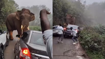 മൂന്നാറിൽ റോഡിൽ നിലയുറപ്പിച്ച് പടയപ്പ, കാറുകളിൽ നിന്ന് ഇറങ്ങിയോടി രക്ഷപ്പെട്ട് യാത്രക്കാർ