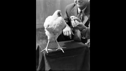 ಚಿಕನ್ ಸುಕ್ಕಾ ಮಾಡಲು ತಲೆ ಕತ್ತರಿಸಿದರೂ 18 ತಿಂಗಳು ಬದುಕಿದ ಫಾರಂ ಕೋಳಿ