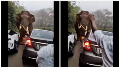 டேய் மச்சான் ஓடு டா ஓடு; மூணாறு சாலையில் வாகன ஓட்டிகளுக்கு உயிர் பயத்தை காட்டிய படையப்பா