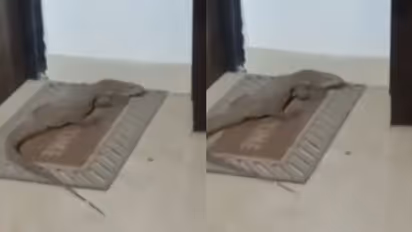 WATCH: Giant Lizard Surprises Lucknow Residents by Lounging on Doormat