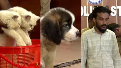 തൃശൂരിലെ പെറ്റ് ഷോപ്പിലെ കവര്ച്ച; നായ് കുഞ്ഞുങ്ങളെ കടത്തിയത് മോഷ്ടിച്ച ബൈക്കില്, രണ്ടു പേര് പിടിയില്