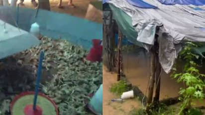 കനത്ത മഴ; പൗള്‍ട്രി ഫാമിലെ 5000ത്തിലധികം കോഴിക്കുഞ്ഞുങ്ങള്‍ ചത്തു, മതിലിടിഞ്ഞ് കാര്‍ തകര്‍ന്നു