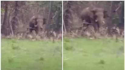 വഴിമുടക്കി പി ടി 5, പി ടി 14; കഞ്ചിക്കോട് സർവേയ്ക്കെത്തിയ ഉദ്യോഗസ്ഥരെ വിരട്ടിയോടിച്ച് കാട്ടാനക്കൂട്ടം