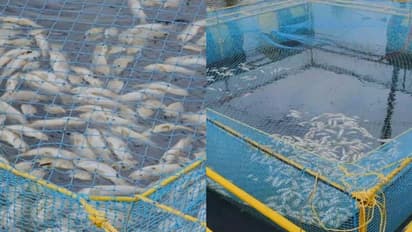 തൃശൂരില്‍ കനോലി കനാലില്‍ കൂടുകെട്ടി കൃഷി ചെയ്തിരുന്ന മത്സ്യങ്ങള്‍ ചത്തുപൊങ്ങി; അഞ്ചര ലക്ഷം രൂപയുടെ നഷ്ടം